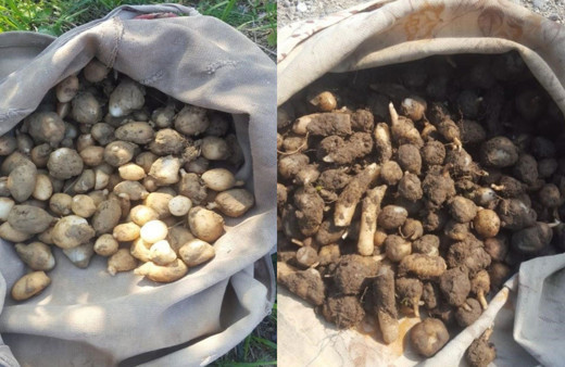 Yasaklı salep soğanı toplayan 3 kişiye 724 bin lira ceza kesildi