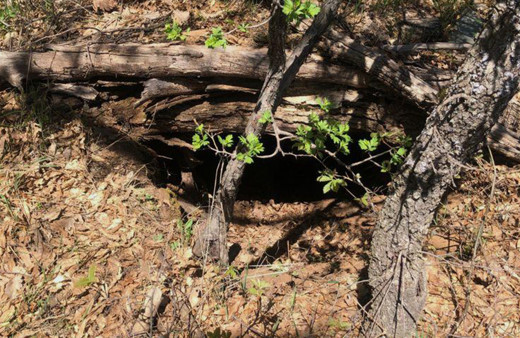 Tunceli'de teröristlerin kullandığı 9 sığınak imha edildi