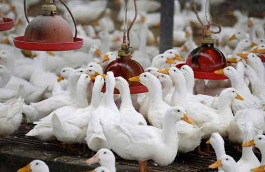 Danimarka'da yeni salgın gerilimi! 19 bin kaz ve ördek itlaf edilecek