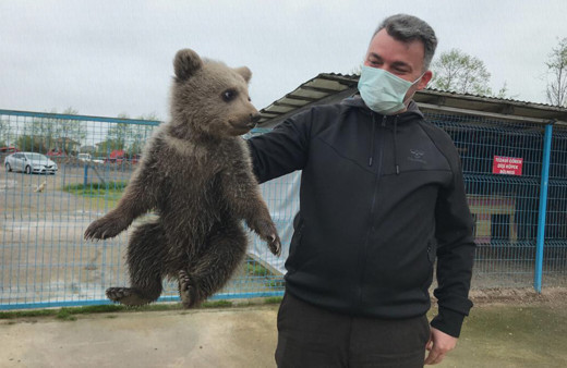 Sakarya Karasu'da yavru ayı evin bodrumuna girdi