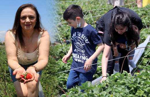 Kilosu 15 TL toplayana ücretsiz! Adana'da özel tarlaya rağbet yağdı