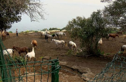 Kayıp atlarla ilgili bomba iddialar! 5'inin çipi Dörtyol'da at çiftliğinde, kalanlarınki Yüreğir'de bir evde çıkarıldı