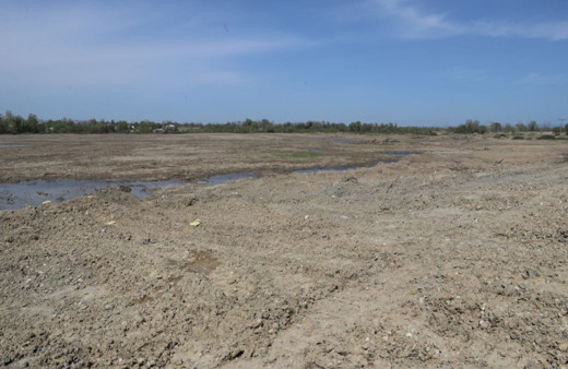 Sakarya'da 350 dekarlık arazide kenevir üretilecek