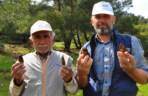 Manisa'da ormandan toplayıp kilosunu 200 TL'ye satıyorlar! Çiftçiler paraya para demiyorlar