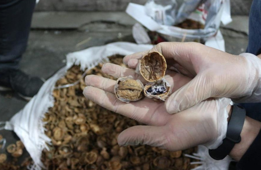 Yapılan aramada bulundu! Ağrı'da kabukların içinden kilo kilo çıktı