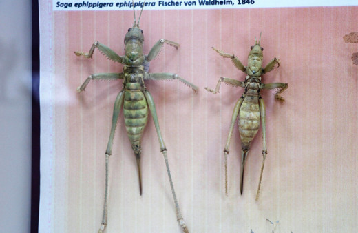 İstilacı çöl çekirgesi uyarısı: Türkiye'ye gelme olasılıkları var