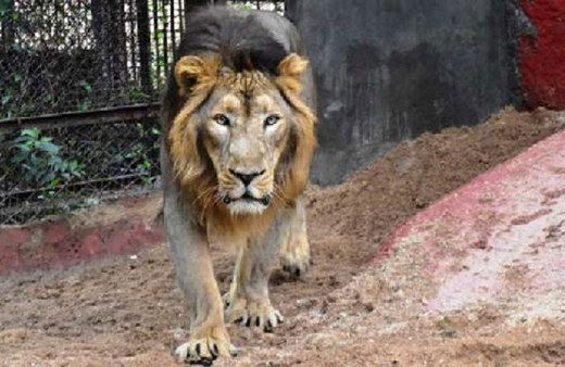 Hindistan'daki hayvanat bahçesinde 8 aslan koronavirüse yakalandı