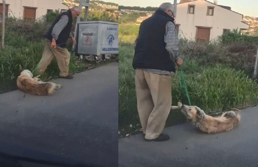 Sarıyer'de köpeğini silahla vurarak öldürdüğü iddia edilen kişi gözaltına alındı