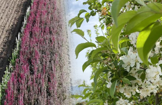 Avrupa'dan geliyordu Düzce'de üretmeye başladı! Sipariş yağıyor