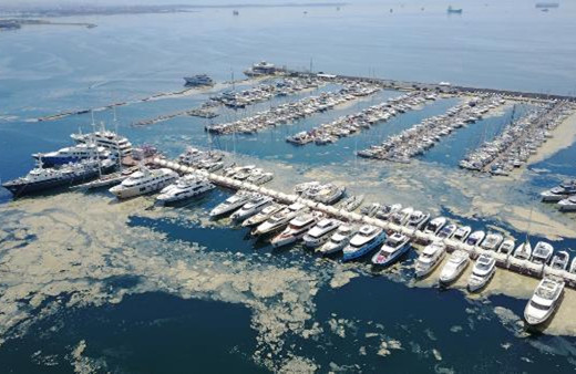 YÖK, akademisyenlerle 'müsilaj' sorununu görüşecek