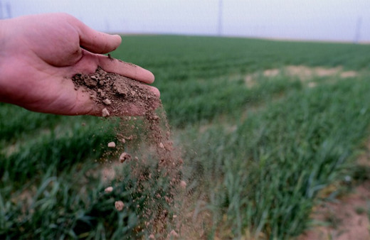 Biçerdöverler hububat hasadı için tarlalara giremeyebilir