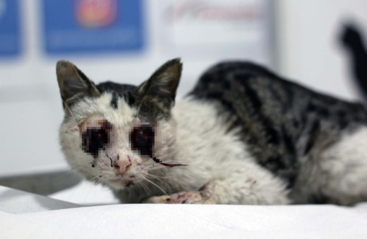 Osmaniye'de kan donduran vahşet! Bunu yapan insan olamaz