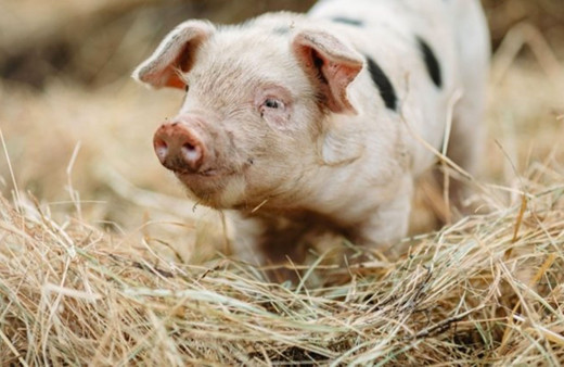 Filipinler Afrika domuz vebası salgını nedeniyle 'ulusal afet durumu' ilan etti