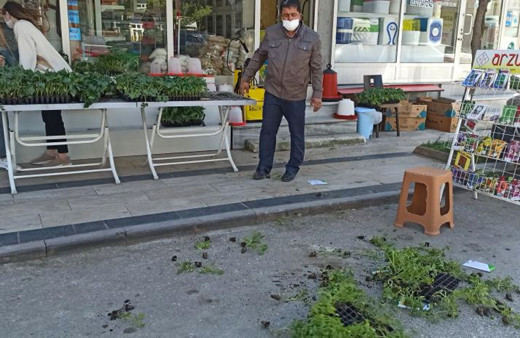 Düzce'de İsrail'in tohum ve fidelerini yerlere saçarak tepki gösterdiler