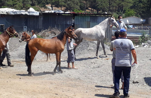 İBB'den kayıp atlarla ilgili açıklama: Sorumluluk bakanlıkta