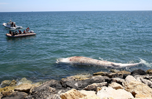 Mersin'de sahile vurdu! Görenler polisi aradı dünyanın ikinci büyük türü
