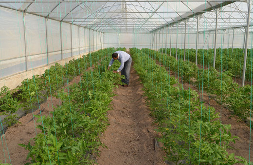 Anadolu’nun bozkırında kurduğu serada yılda 3 kez hasat yapıyor! Paraya para demiyor