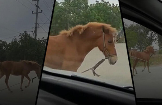 Bursa'da sürücülere zor onlar yaşatan başıboş at trafiği altüst etti