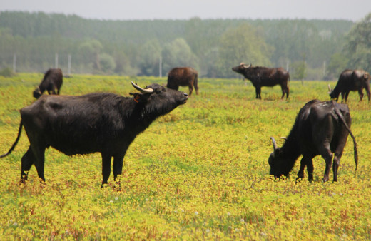 Türkiye'de en çok manda İstanbul'da bulunuyor