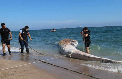 Mersin'de sahile vuran dev balinanın ölüm nedeni belli oldu otopsi sonuçları açıklandı