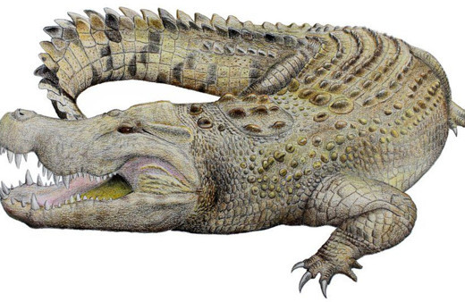 Avustralya’da nesli tükenmiş timsah türü bulundu