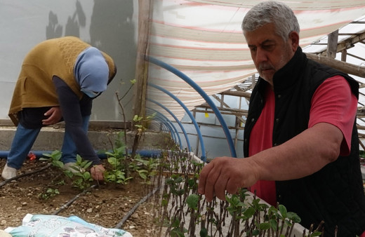 Trabzon'da birkaç günde tükendi! 3 yıl deneyip başardı kilosunu 50 TL'den satıyor