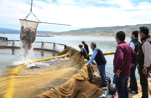 Kayseri'de yetiştirilen Türk somonu iç ve dış piyasaya sunuluyor