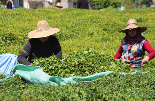 En çok vaka görülen illerden Rize'de, 'çay göçü' endişesi