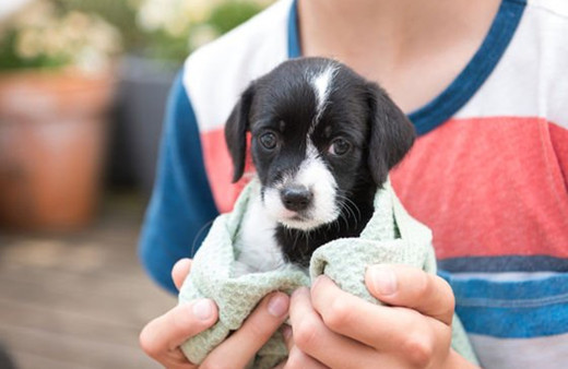 Evcil hayvan sahiplenmenin faydaları saymakla bitmiyor!