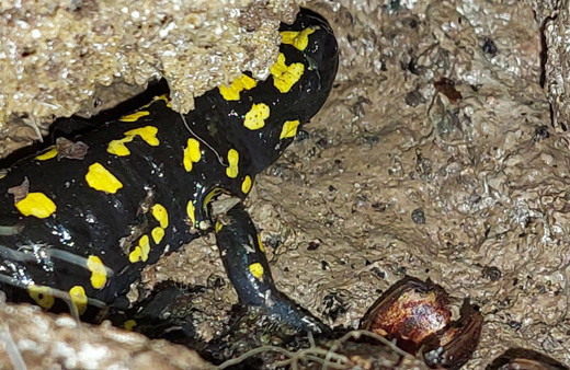 Tunceli'de ortaya çıktı görünce şaştı kaldı: Yarıklara saklanmaya çalıştılar