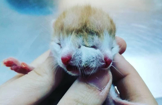 Muğla'da çift başlı doğan kedi görenleri şaşırttı