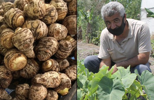 50 bin TL kazandırıyor! Mersin'de tarlasına ekenler paraya para demiyor