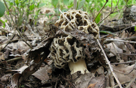  Kilosu 3 bin TL'ye satılıyor üreticisini zengin ediyor! Türkiye'nin 21 şehrinde yetişiyor