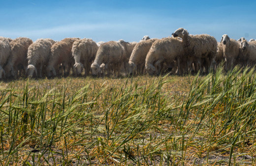 Konya Ovası'nda bu yıl kuraklık hakim oldu tarlalar meraya dönüştü