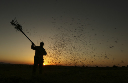 İç Anadolu'da kuraklık hububat üreticilerini endişelendiriyor