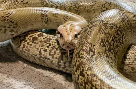 Japonya'da iki haftadır sokakta aranıyordu! Dev piton tavan arasından çıktı