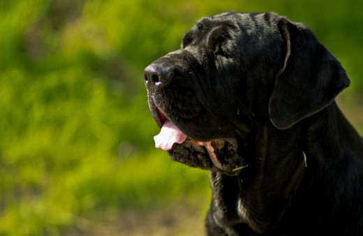 İngiliz Reuters'ın Türkiye'deki başıboş köpekler için yaptığı algı haberi dikkat çekti