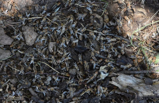 Bitlis'te çekirge istilası korkusu! Sayıları milyonları aştı uçarlarsa felaket olur