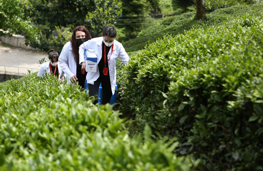 Trabzon'da sağlık çalışanları çay tarlasında aşı yaptı çarpıcı fotoğraflar