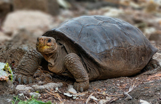 100 yıl önce soyu tükendiği düşünülen dev kaplumbağa Galapagos Adaları'nda bulundu