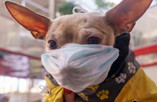 Rusya'da koronavirüse karşı hayvanlar da aşılanıyor
