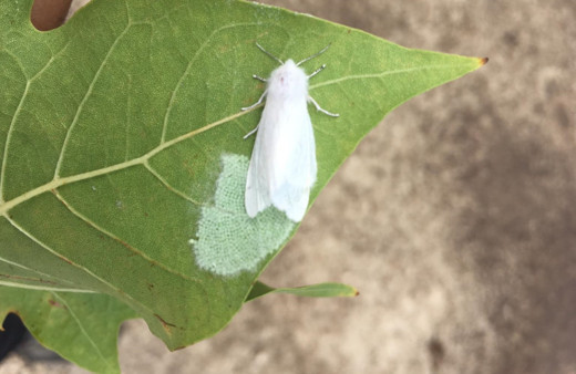 Karadeniz'de bela olan Amerikan beyaz kelebeği ile entegre mücadele uyarısı