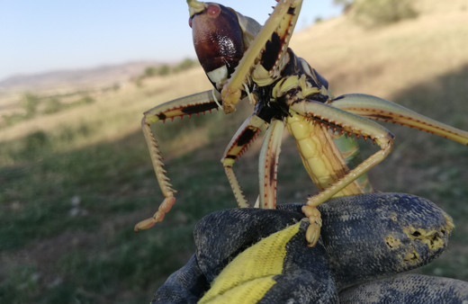 Batman'da tarlada etçil çekirge görüldü