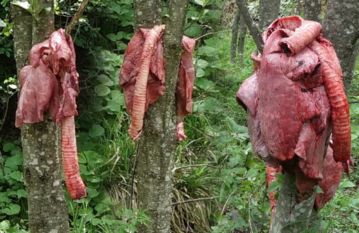 Yer: Trabzon! Ormandaki et parçalarını görenler şaşkına döndü: 10 günde bir...