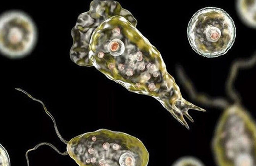 Burun yoluyla bulaşıyor! Küresel ısınma “beyin yiyen amiplerin” sayısını artırabilir