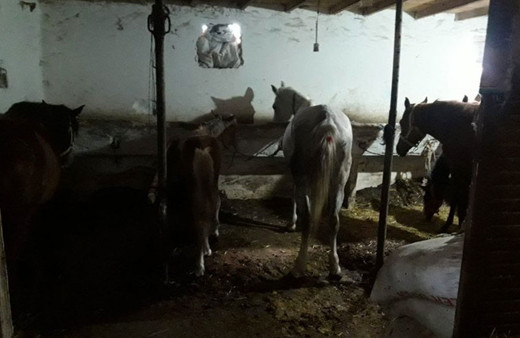 İBB'nin satın aldığı atlarla ilgili yeni skandal! 'çalışmıyordu' denilen veterinerin imzası çıktı