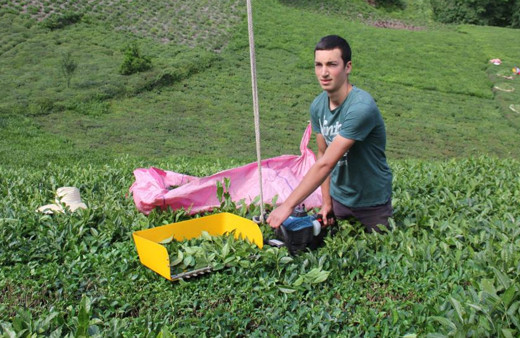Karadenizli zekasıyla şaşırttı! Hiç yorulmadan yapıyor Rize'de görenler hayret etti