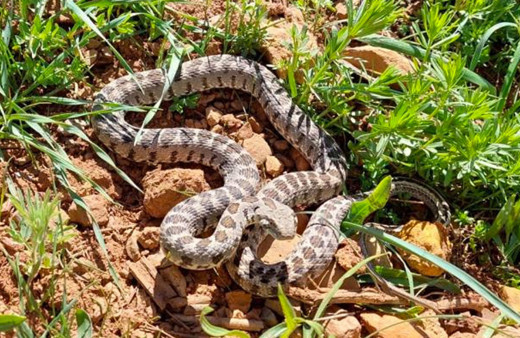 Tunceli’de yarı zehirli Kocabaş yılanı görüntülendi