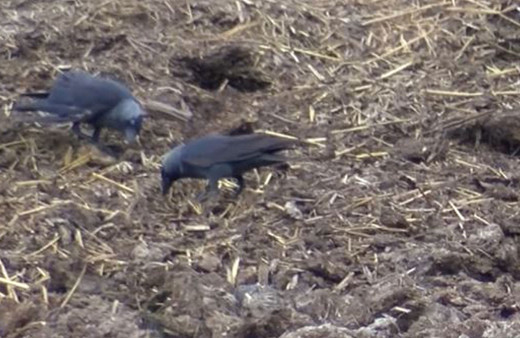 İstanbul'da Batı Nil Vürüsü'ne rastlandı elle temas etmeyin uyarısı asıl tehlike ise