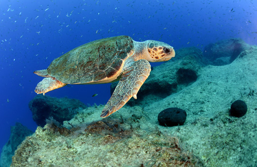 Antalya Körfezi'ni denizanası istilasından kaplumbağalar koruyor